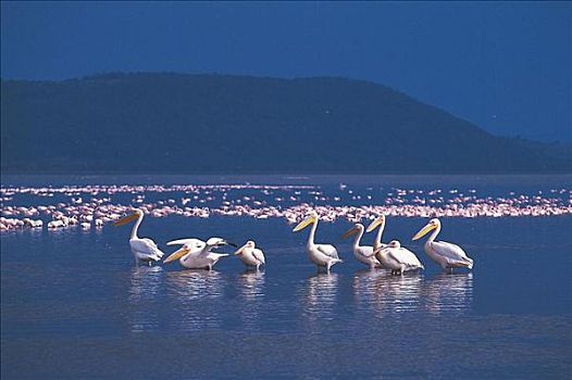 东方,白色,鹈鹕,鸟,纳库鲁湖,肯尼亚,非洲,动物