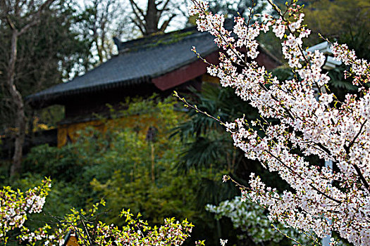 南京鸡鸣寺