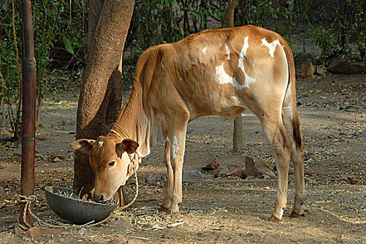 印度,群,教育,畜牧,卫生保健,二月,2007年