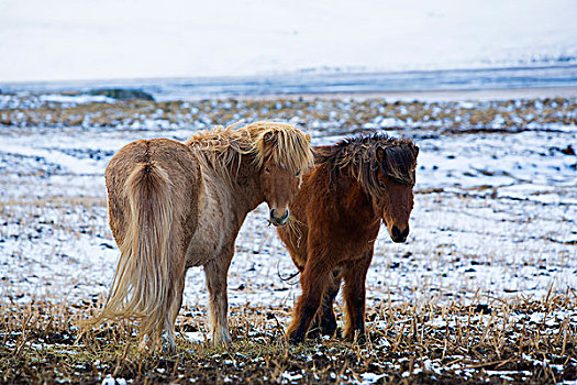 两个,冰岛马,冬天
