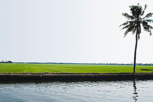 反射,棕榈树,水中,地区,喀拉拉,印度