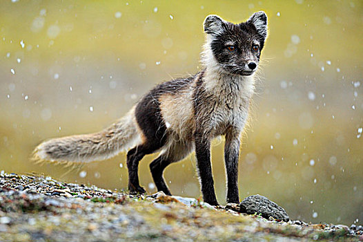 北极狐,亮光,降雪,斯瓦尔巴特群岛,挪威