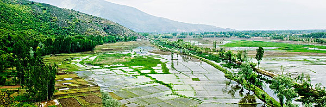 水,农业,土地,湖,查谟-克什米尔邦,印度