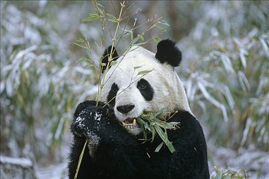 大熊猫,卧龙,中国