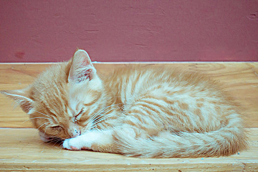 一只橘色的小猫正在打瞌睡