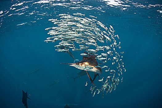 水下视角,大西洋,追逐,沙丁鱼,墨西哥