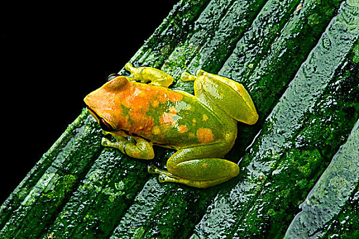 新热带区,青蛙,亚马逊雨林,国家公园,厄瓜多尔,南美