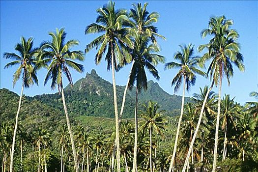 库克群岛,景色,许多,高,棕榈树,山