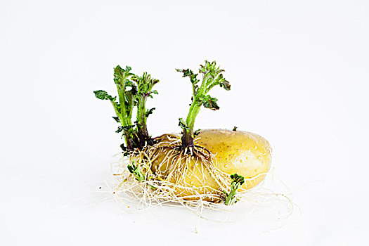 土豆,发芽,种子