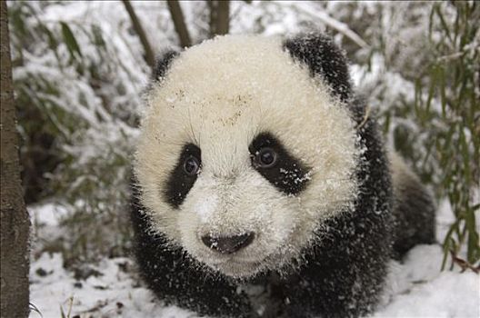 大熊猫,老,幼兽,雪中,卧龙自然保护区,中国