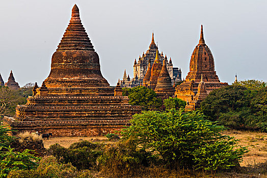 塔,庙宇,佛塔,蒲甘,曼德勒省,缅甸,亚洲