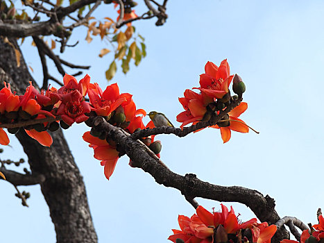 木棉花