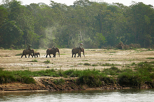 早晨,大象,乘,河,奇旺,国家公园,低地,尼泊尔,亚洲