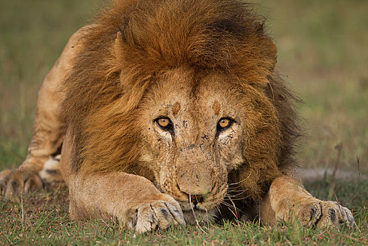 狮子,雄性,攻击,位置,塞伦盖蒂,裂谷省,肯尼亚,非洲