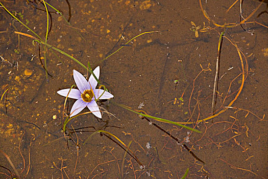 花,洪水,湿地,南非