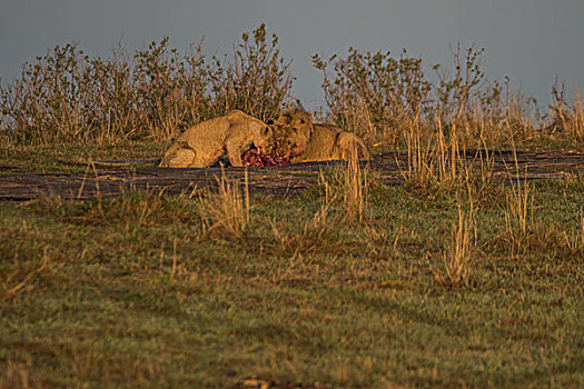 非洲肯尼亚马赛马拉国家公园狮子吃水牛