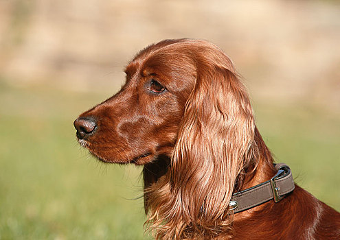 雌性,爱尔兰,红色,塞特犬,2岁,侧面,北莱茵威斯特伐利亚,德国,欧洲