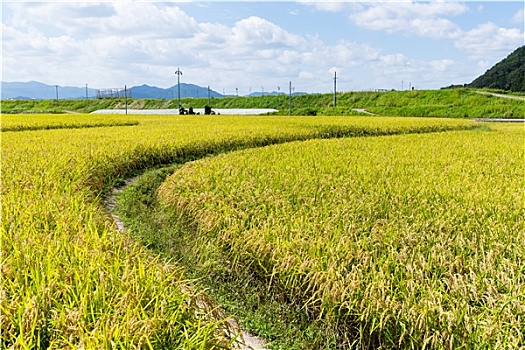 道路,稻田,稻米,草地