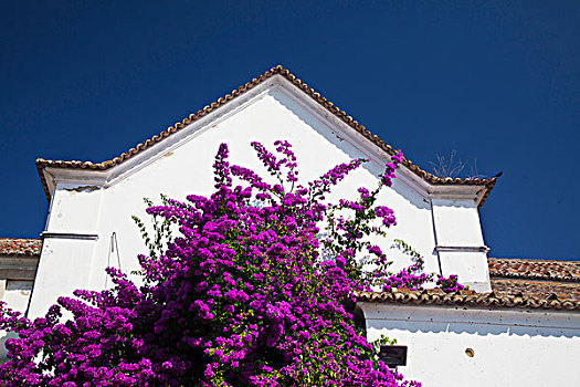 葡萄牙,里斯本,彩色,阿尔法马区,附近