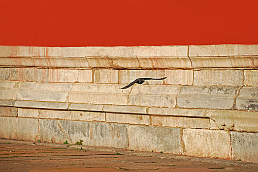 故宫城墙前飞过的鸽子