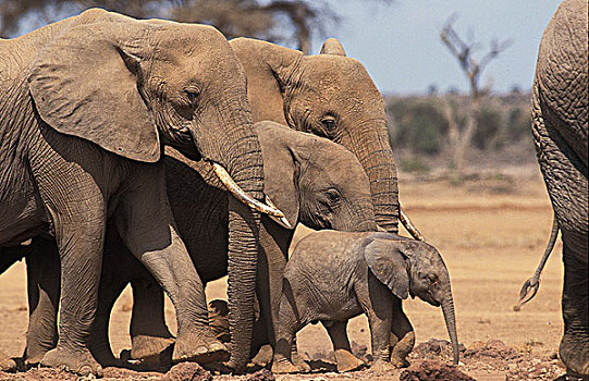 非洲象,牧群,安伯塞利国家公园,公园,肯尼亚