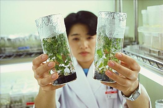科学家,拿着,植物,实验室,枥木,本州,日本