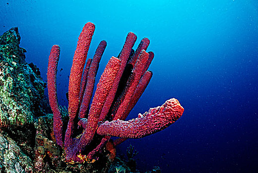 红色,海绵,多孔动物门,特立尼达,加勒比海