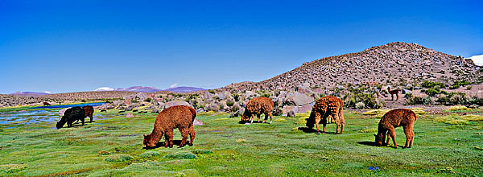 羊驼,高原,安迪斯山脉,南美,放牧,草场,湿地,拉乌卡国家公园,智利,大幅,尺寸