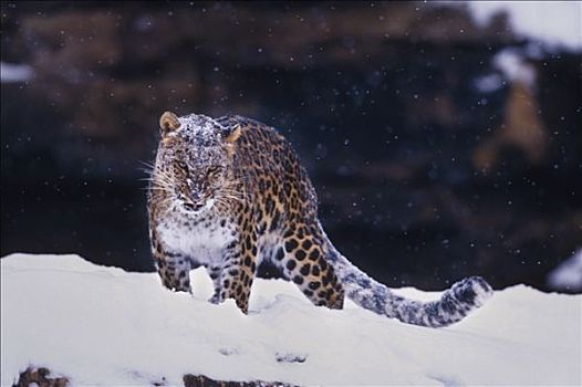 豹,站立,雪中