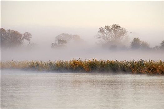 晨雾,上方,靠近,狩猎小屋,纳米比亚,非洲