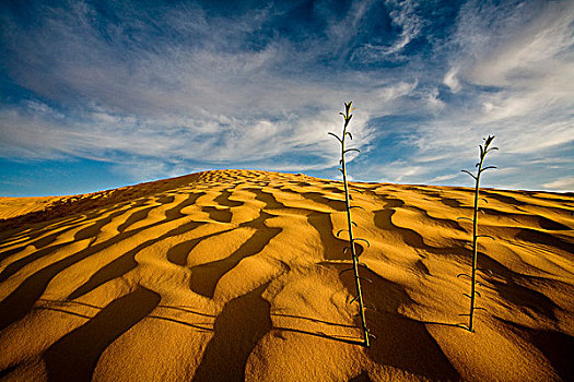 撒哈拉沙漠,突尼斯,非洲