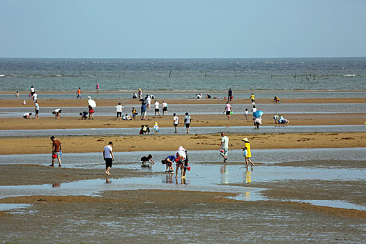 夏日赶海拾贝如同赶大集,这个赶海园人气鼎盛超治愈