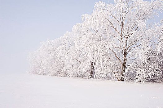 白霜,树,靠近,厨师,溪流,曼尼托巴,加拿大
