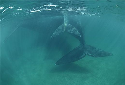南露脊鲸,尾部,水下,瓦尔德斯半岛,阿根廷