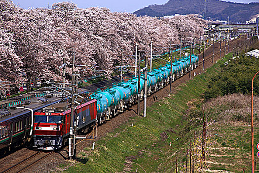列车,排列,樱桃树