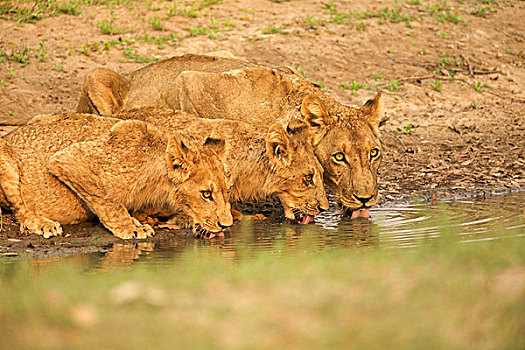 狮子,喝,一起,水潭