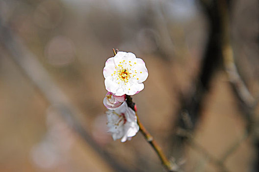 花儿朵朵