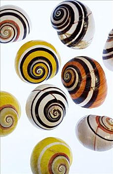 品种,海螺壳