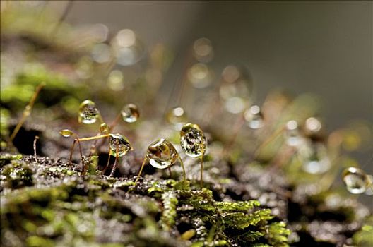 微距,苔藓,孢子,小水滴