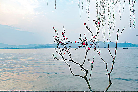 杭州西湖风光桃花