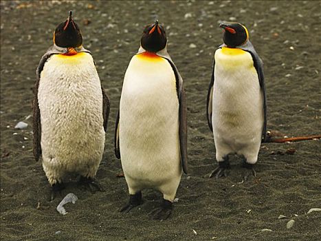 帝企鹅,麦夸里岛,澳大利亚,南极