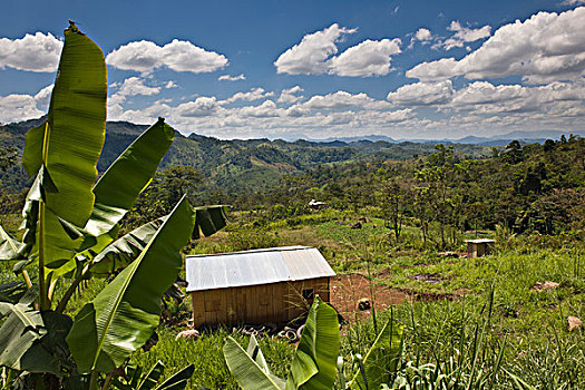 热带,植被,尼加拉瓜,中美洲