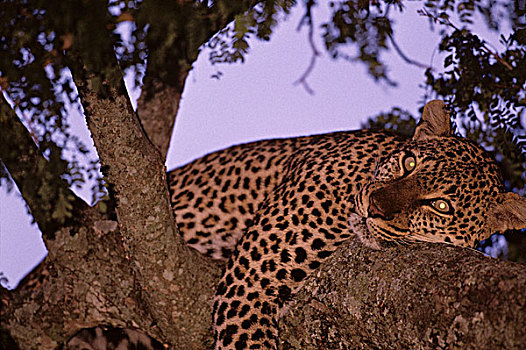 非洲,肯尼亚,马塞马拉野生动物保护区,青少年,雄性,豹,枝条,黄昏
