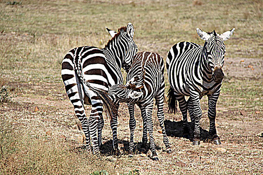 肯尼亚非洲大草原斑马-喝奶
