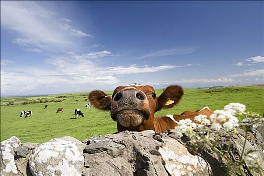 母牛,邓弗里斯,苏格兰,英国