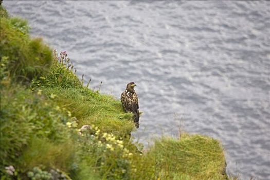 白尾鹰,海鹰,白尾海雕,岛屿,挪威,斯堪的纳维亚,欧洲