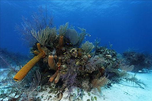 大,珊瑚,彩色,海绵,正面,深海,珊瑚礁,环礁,伯利兹,中美洲,加勒比海