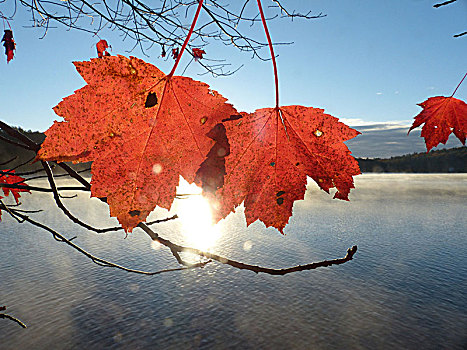 深秋,糖枫,叶子,转,红色,湖,背景