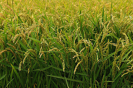 吐穗的稻田