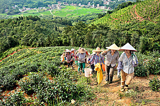 河源,茶场,采茶